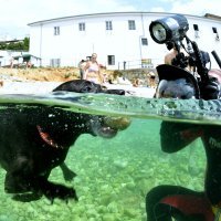 Humanitarna akcija Morski pas