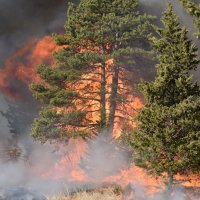 Vatrogasci dogašavaju požar koji je tijekom jučerašnjeg dana prijetio kućama