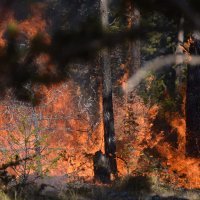 Vatrogasci dogašavaju požar koji je tijekom jučerašnjeg dana prijetio kućama