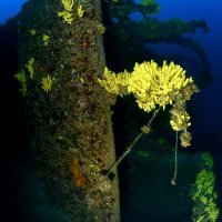 Ronjenje na olupini broda Brioni