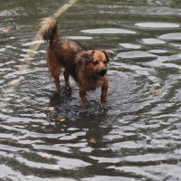 Olujno nevrijeme koje je poharalo karlovačkim područjem donijelo je probleme u prometu