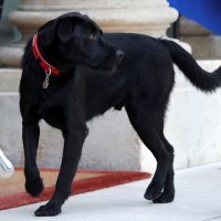 Macron i njegov pas Nemo