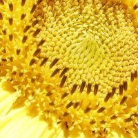 'Periferija', Leona Kadijević