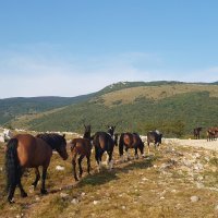 Divlji konji Vinodol