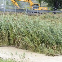 Nabujala rijeka Raša