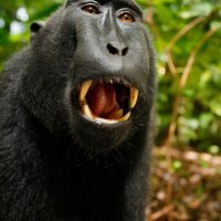 David Slater i Naruto