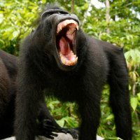 David Slater i Naruto