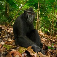 David Slater i Naruto