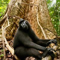 David Slater i Naruto