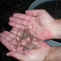 Uzgoj jegulja u Ribnjačarstvu Poljana