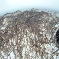 Uzgoj jegulja u Ribnjačarstvu Poljana