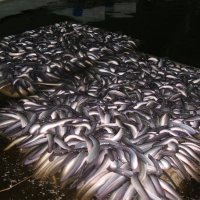 Uzgoj jegulja u Ribnjačarstvu Poljana