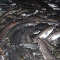 Uzgoj jegulja u Ribnjačarstvu Poljana