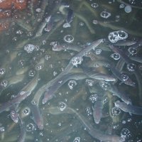 Uzgoj jegulja u Ribnjačarstvu Poljana