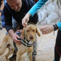 Utrku Highlander završio je i Son