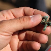 Nalazište Batina 2012.