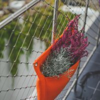 Srebrna kiša i erika