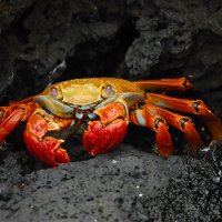 Ne pretražujte ništa o raku