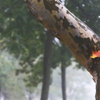 Jesen u Parku Bundek (02)