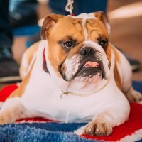 Engleski buldog
