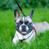 Francuski buldog