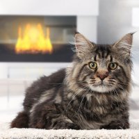 Maine Coon