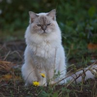 Ragdoll mačka
