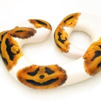 Piton Pumpkin (Bundeva)