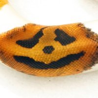 Piton Pumpkin (Bundeva)