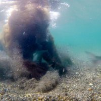 Medvjed u podvodnom ribolovu