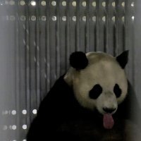 Jiao Qing čeka let za Njemačku