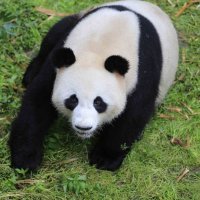 Jiao Qing u zatočeništvu u Kini