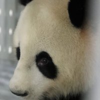 Meng Meng čeka let za Njemačku