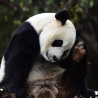 Meng Meng u zatočenitvu u Kini