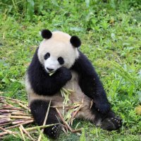 Meng Meng u zatočenitvu u Kini