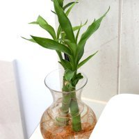 Sretni bambus (Dracaena sanderiana)