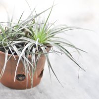 Zračna biljka (Tillandsia)