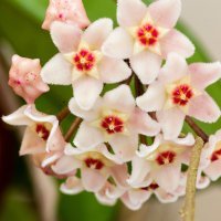 Voštani cvijet, Hoya (Hoya carnosa)