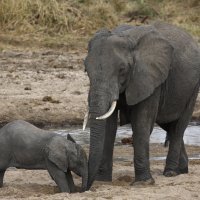 Afrički slonovi
