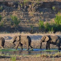 Afrički slonovi