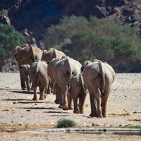 Afrički slonovi