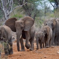 Afrički slonovi