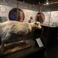 Ovca Dolly u muzeju Sveučilišta Edinbourgh
