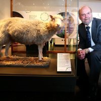 Ovca Dolly u muzeju Sveučilišta Edinbourgh