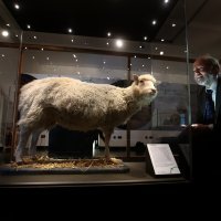 Ovca Dolly u muzeju Sveučilišta Edinbourgh