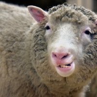 Ovca Dolly u muzeju Sveučilišta Edinbourgh