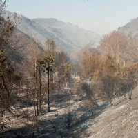 Požar u Bel Airu, elitnom dijelu Los Angelesa