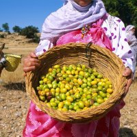Proizvodnja arganovog ulja u Maroku