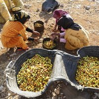 Proizvodnja arganovog ulja u Maroku