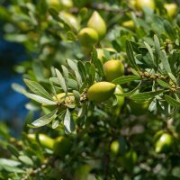 Proizvodnja arganovog ulja u Maroku